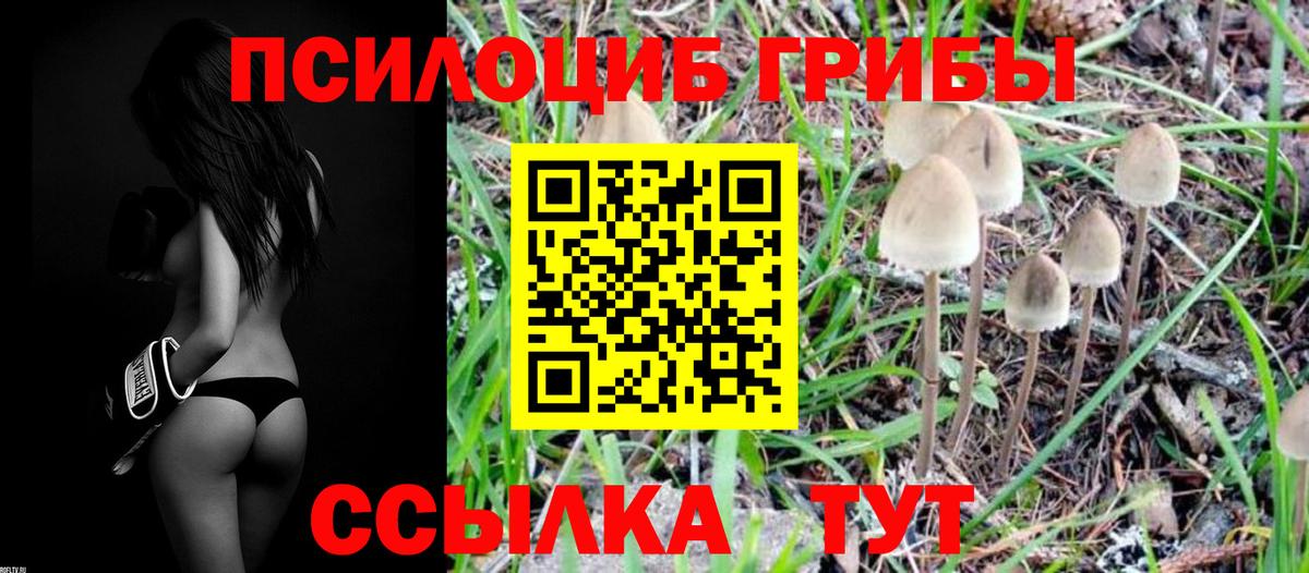Псилоцибиновые грибы Cubensis  Вход с VPN  где найти наркотики  Нальчик 
